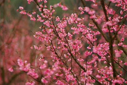 樱花