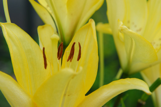 花 野百合