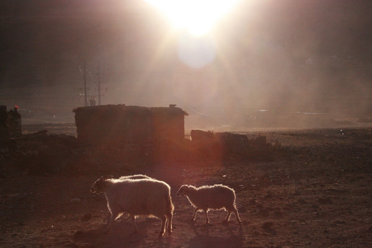 西藏 养群 放牧 牧羊 山羊