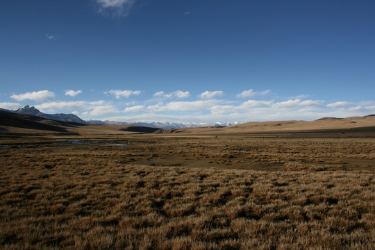 西藏 草原 蓝天 白云 牧场