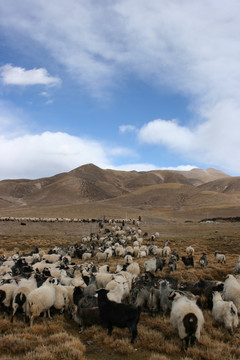 西藏 羊群 放牧 牧羊 草原