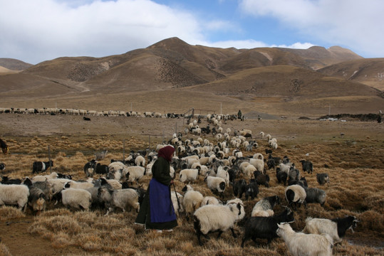 西藏 养群 放牧 牧羊
