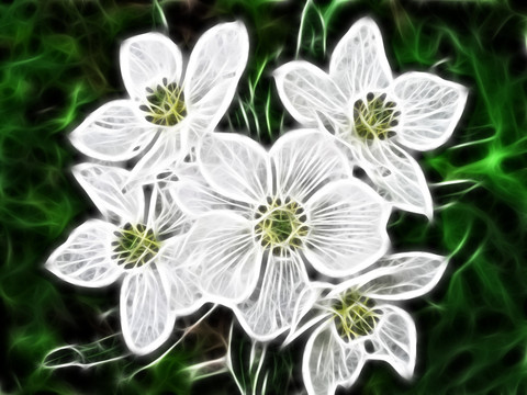 電腦畫(huà) 花之韻