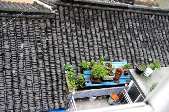 屋顶植物