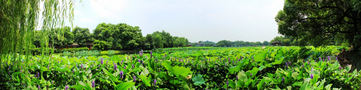 曲院风荷全景图