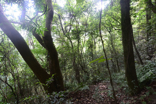 香樟 松树