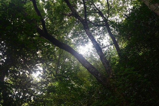 森林 野生植物