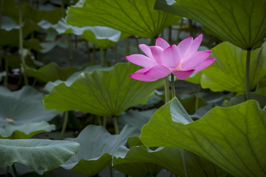 荷花 莲花