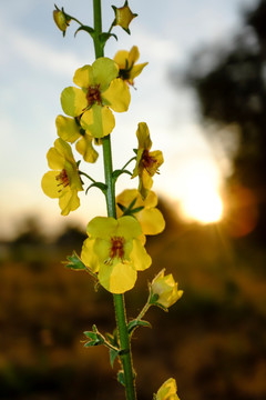 小黄花