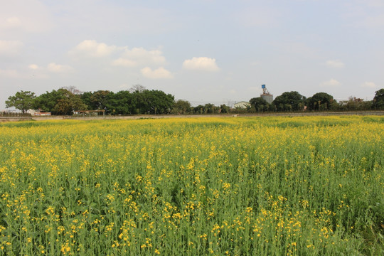 油菜花