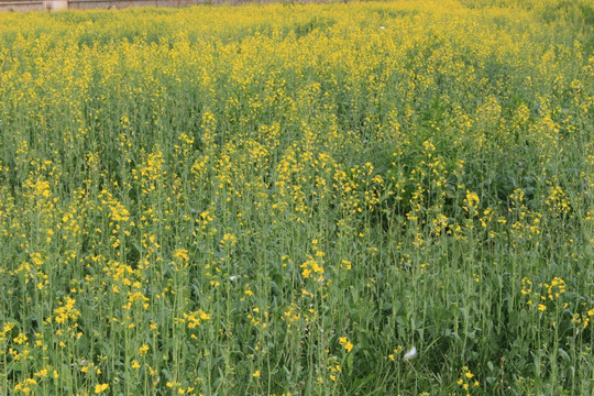 油菜花