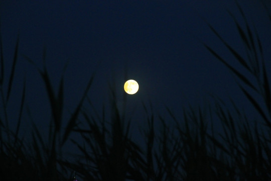 月亮  芦苇  夜景