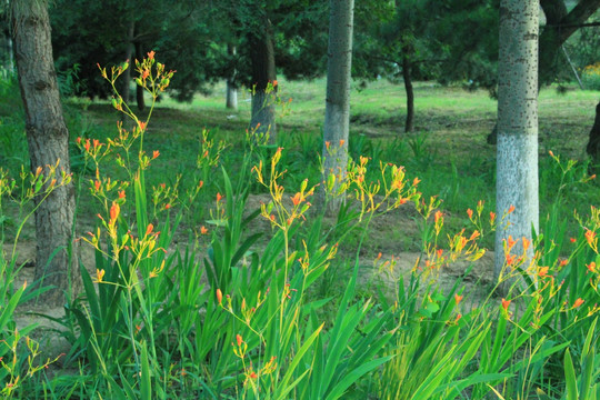 野花 树林