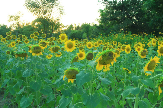 葵花  葵花園  葵花地