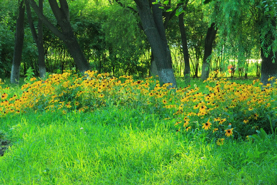 绿树 野花  公园绿化
