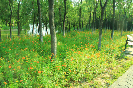 树林 草地  草坪 草场