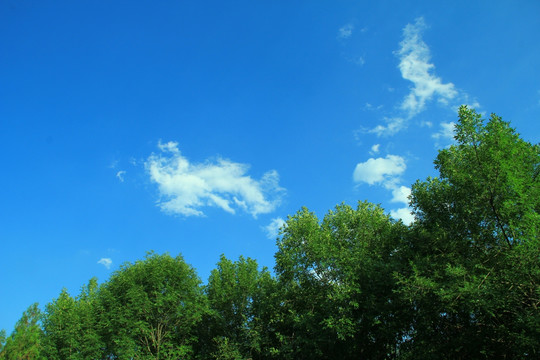 树林   蓝天 白云