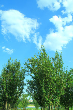 树林   蓝天 白云