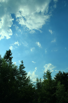 树林 草地  蓝天 白云