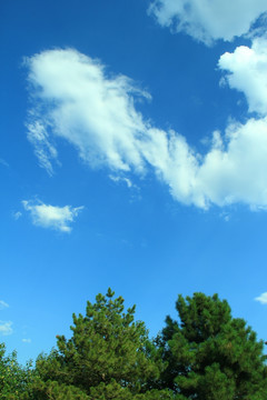 树林 草地  蓝天 白云