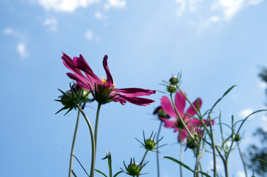 格桑花