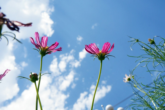 格桑花