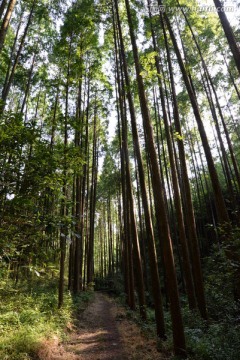 水杉林 原生态