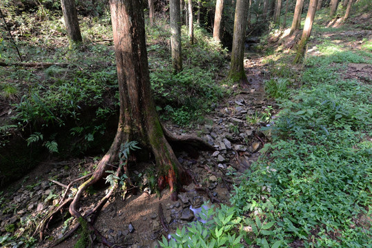 水杉根 森林 植被