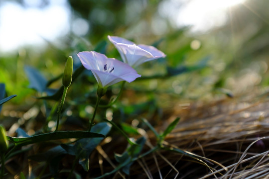 牵牛花