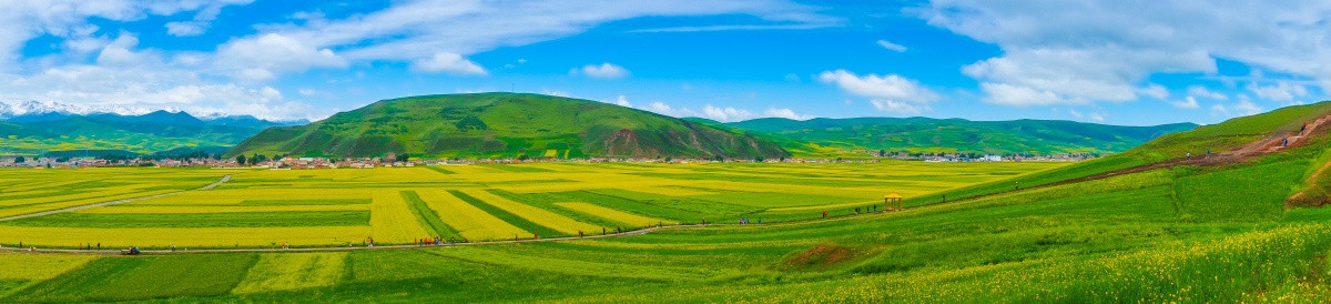 青海油菜花