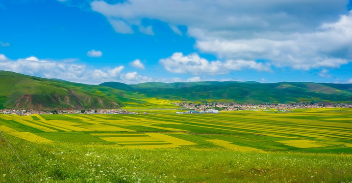 青海油菜花