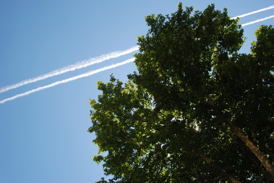 树叶天空