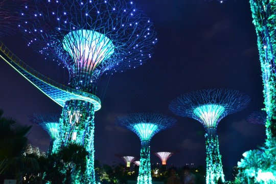 夜景 花树