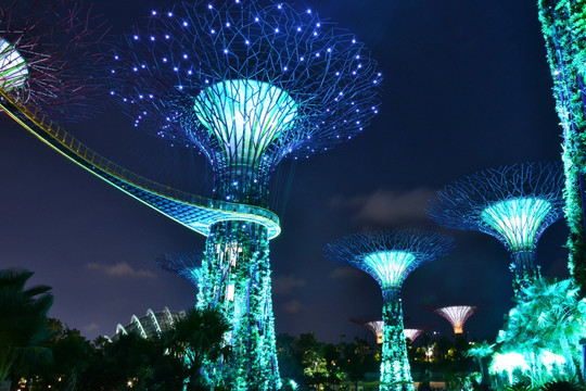 夜景 花树