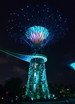 夜景 花树