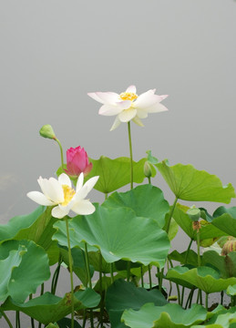 荷花 新荷 夏荷 荷葉 花卉