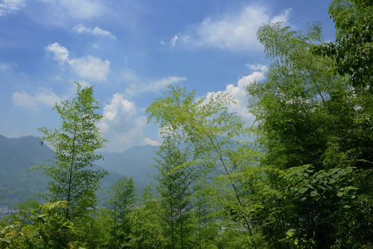 彭州小鱼洞镇竹林风光