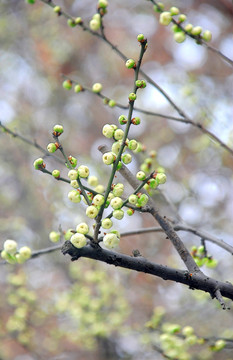 梅香时节