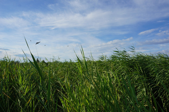 盛夏飞燕