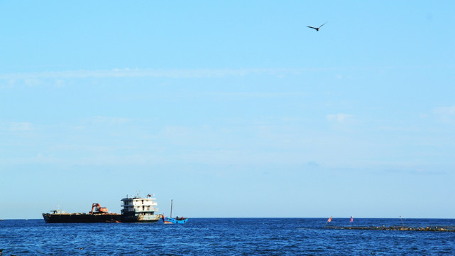 海洋与海鸥