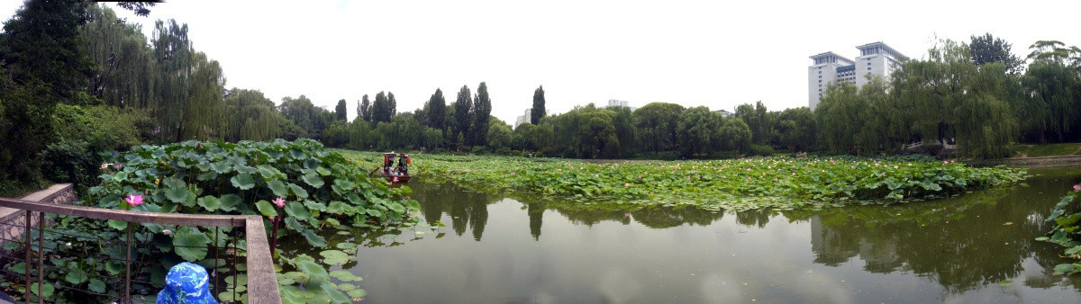 國(guó)圖荷花180全景
