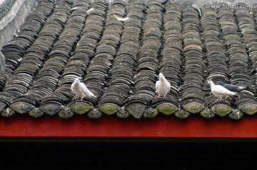 古建筑上的鸽子