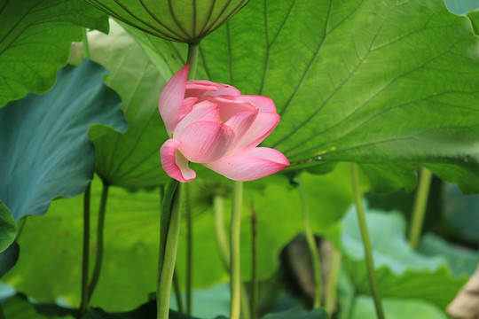 西湖 荷花 杭州