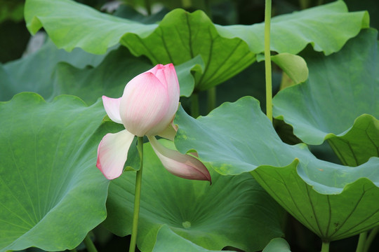 杭州 荷花 西湖