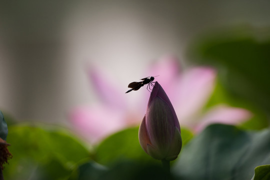 荷花上的黑蜻蜓 逆光 盛开