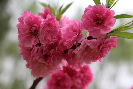 桃花