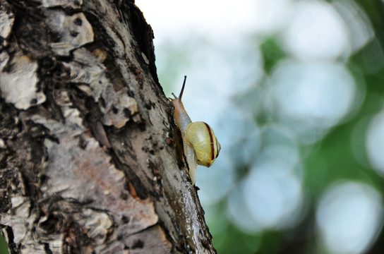 野生蜗牛爬树