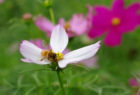 蜜蜂与格桑花