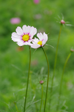 清新格桑花