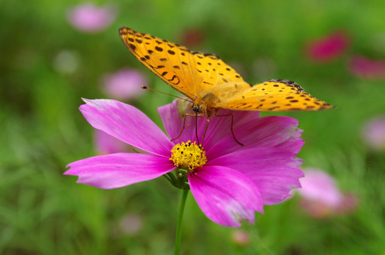 蝴蝶与格桑花